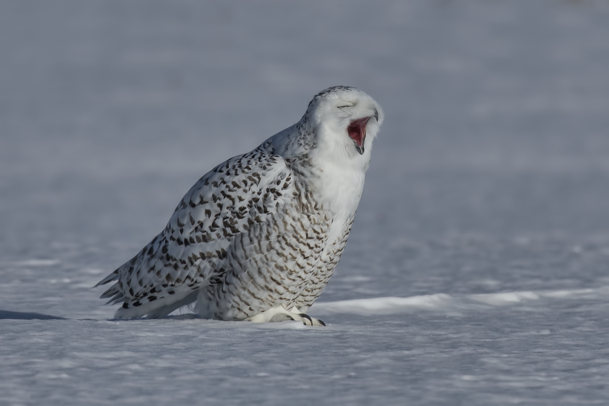 Snowy Owl (Female), Saint Barthelemy, near Montreal, Quebec