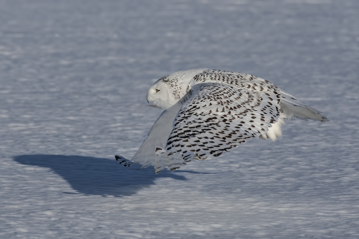 Snowy Owl (Female), Saint Barthelemy, near Montreal, Quebec