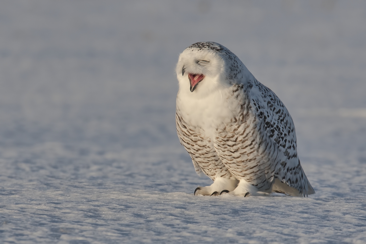 Snowy Owl (Female), Saint Barthelemy, near Montreal, Quebec