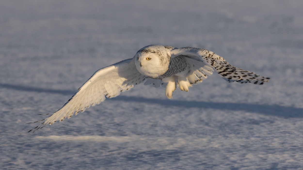 Snowy Owl (Female), Saint Barthelemy, near Montreal, Quebec