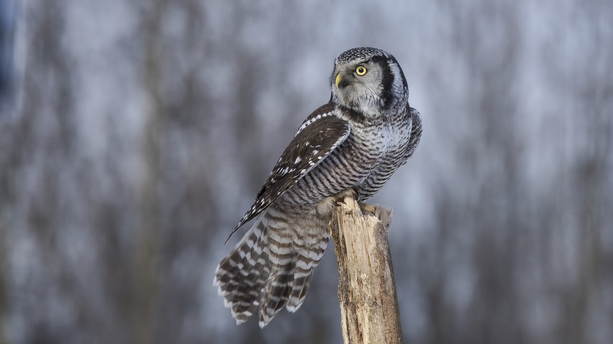 Northern Hawk Owl, Pincourt, near Montreal, Quebec