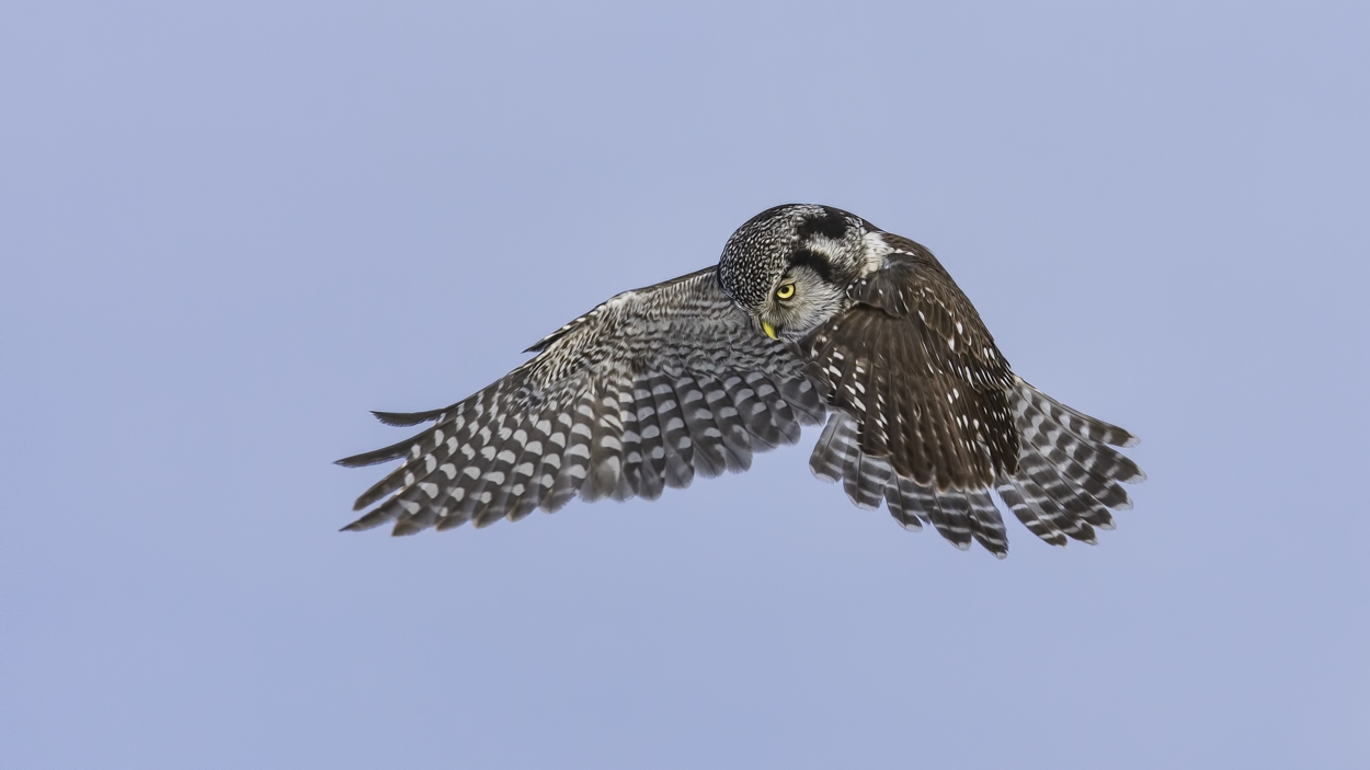 Northern Hawk Owl, Pincourt, near Montreal, Quebec