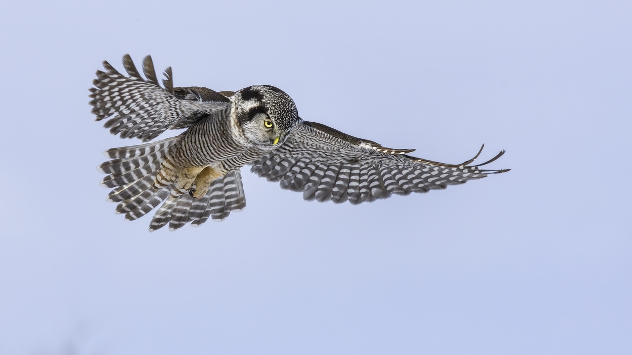 Northern Hawk Owl, Pincourt, near Montreal, Quebec