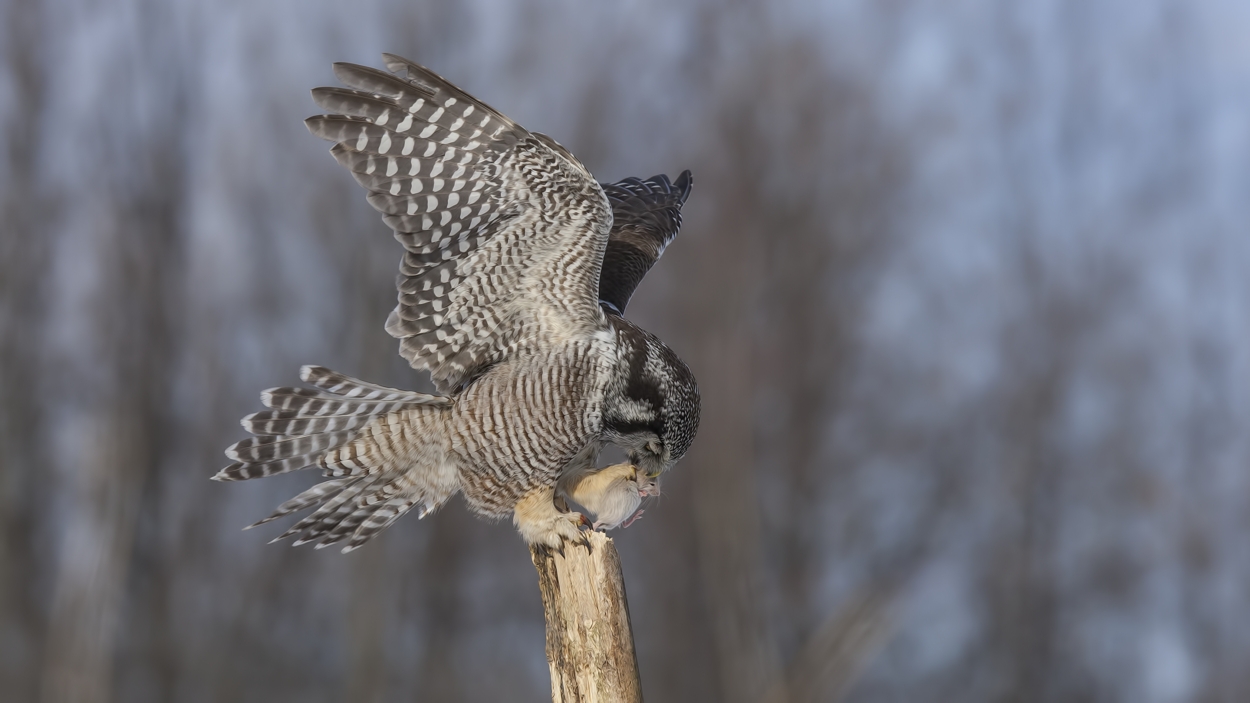 Northern Hawk Owl, Pincourt, near Montreal, Quebec