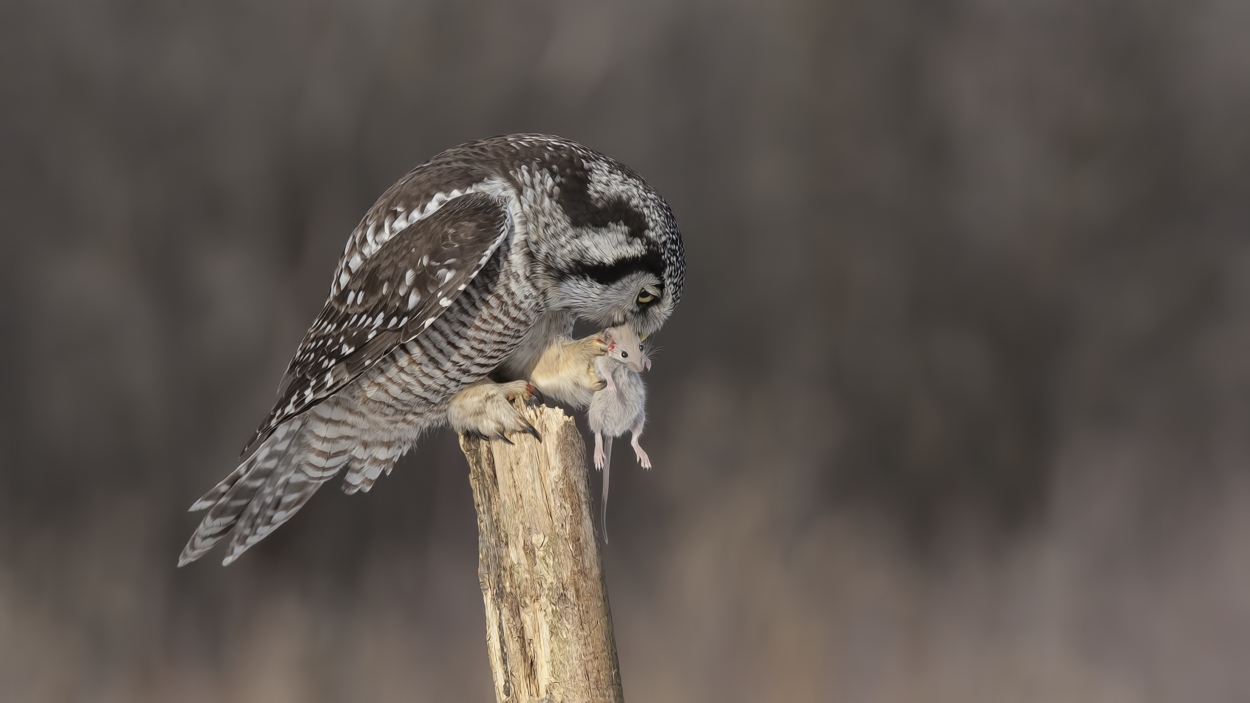 Northern Hawk Owl, Pincourt, near Montreal, Quebec