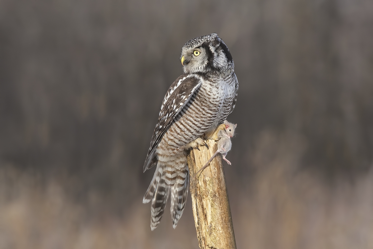 Northern Hawk Owl, Pincourt, near Montreal, Quebec