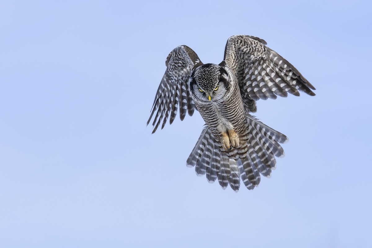 Northern Hawk Owl, Pincourt, near Montreal, Quebec