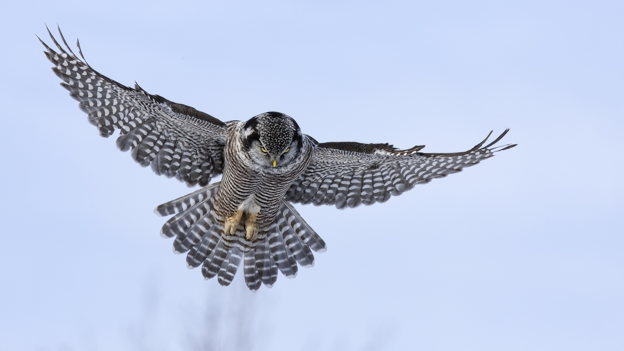 Northern Hawk Owl, Pincourt, near Montreal, Quebec