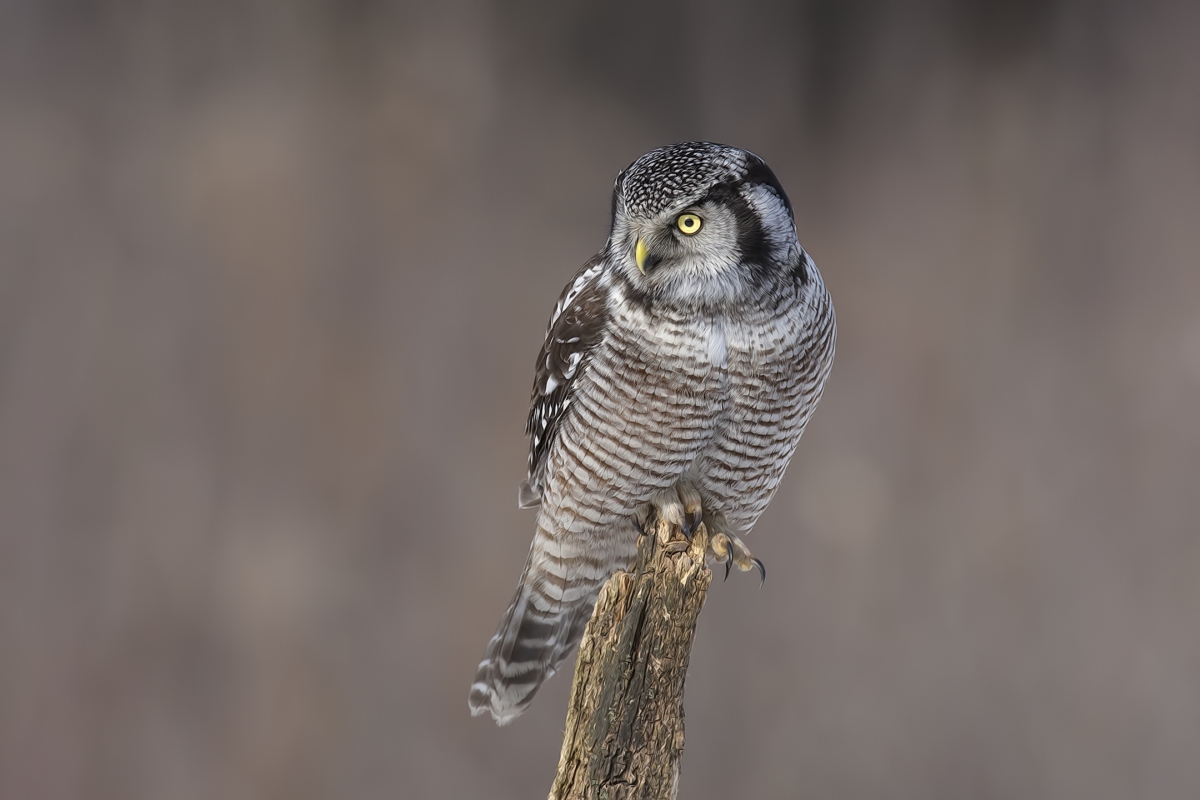 Northern Hawk Owl, Pincourt, near Montreal, Quebec