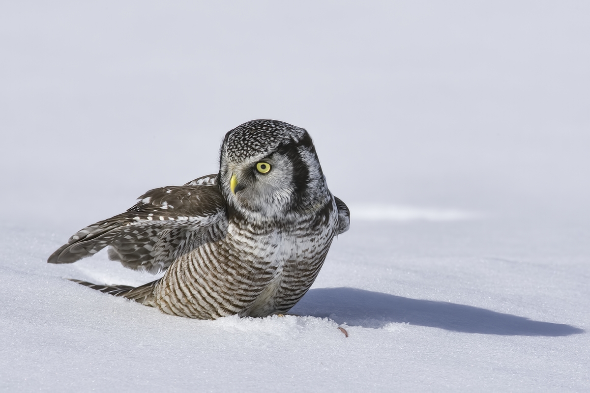 Northern Hawk Owl, Pincourt, near Montreal, Quebec