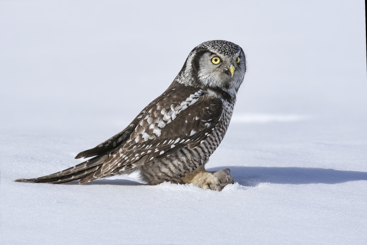 Northern Hawk Owl, Pincourt, near Montreal, Quebec