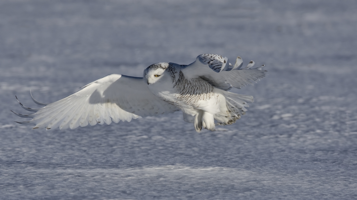 Snowy Owl (Female), Saint Barthelemy, near Montreal, Quebec