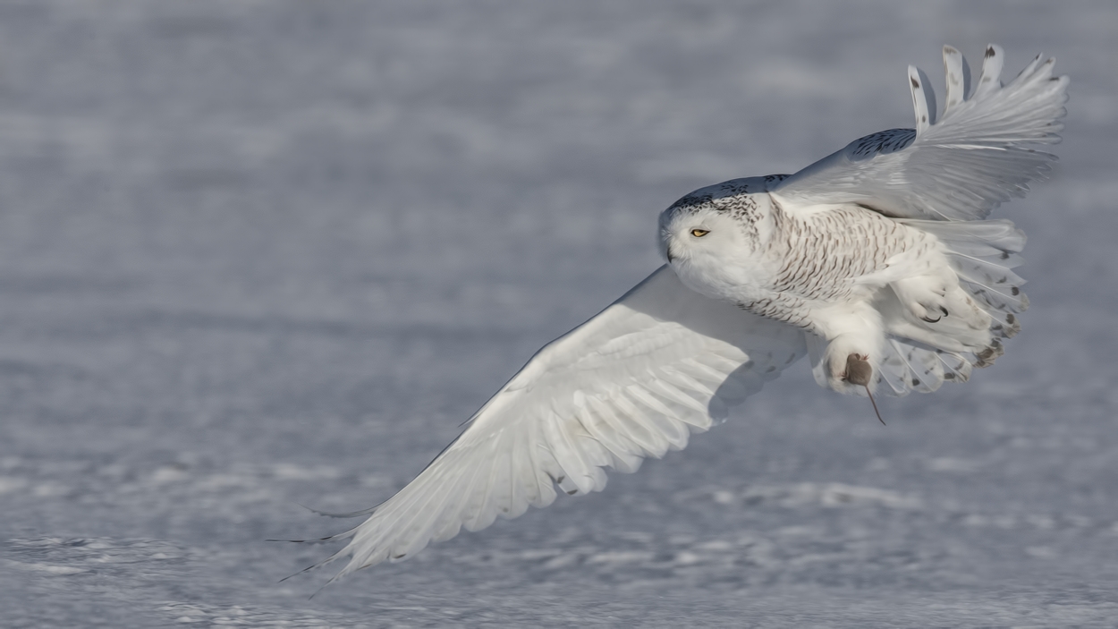 Snowy Owl (Female), Saint Barthelemy, near Montreal, Quebec