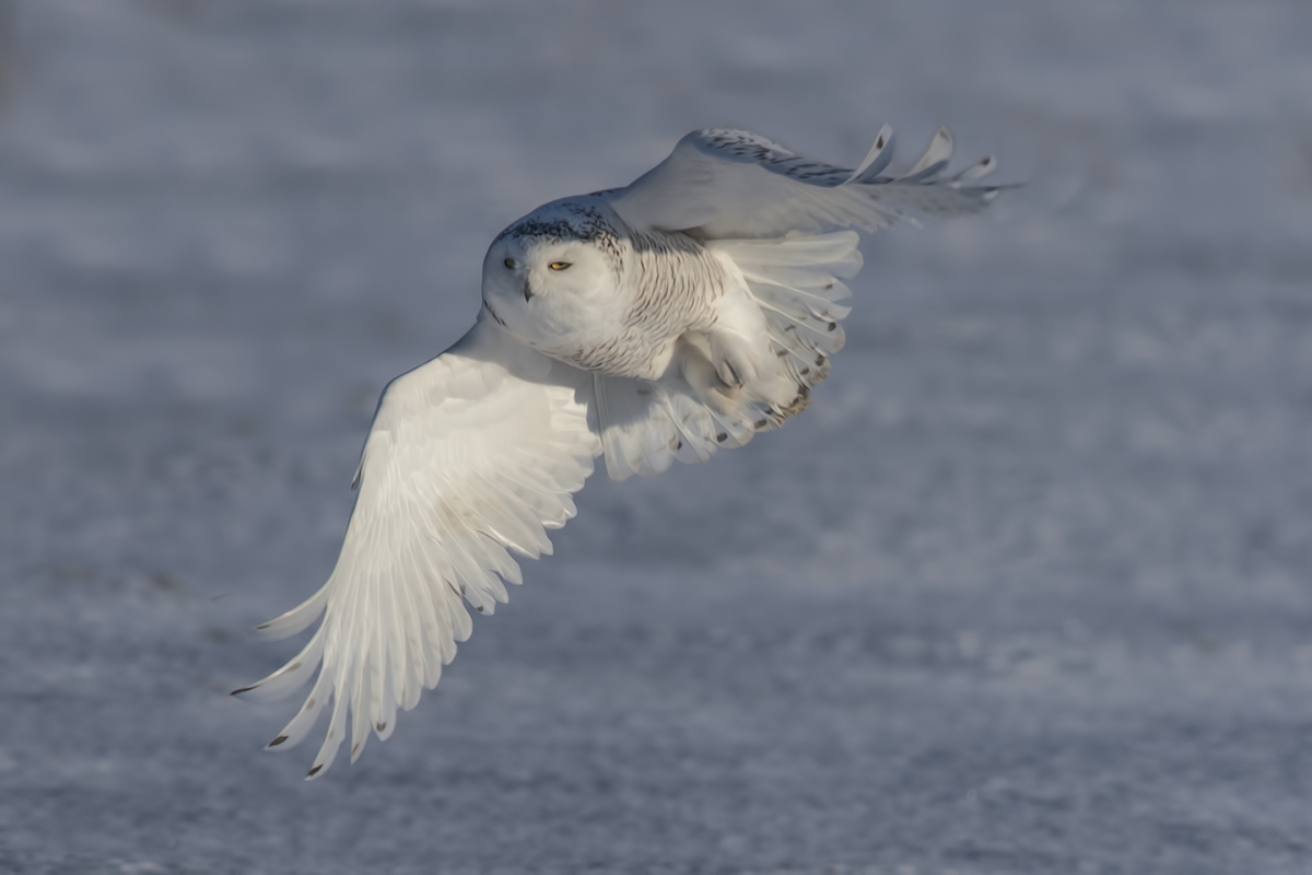 Snowy Owl (Female), Saint Barthelemy, near Montreal, Quebec