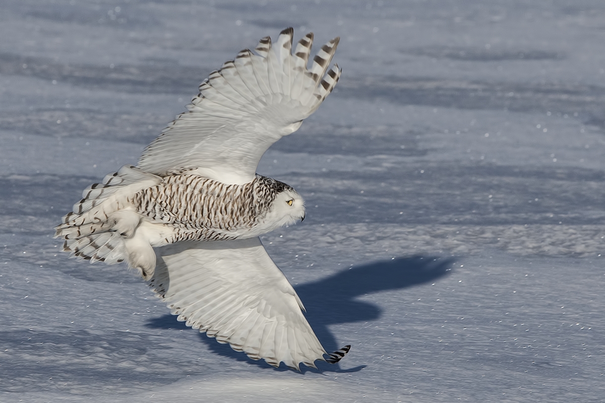 Snowy Owl (Female), Saint Barthelemy, near Montreal, Quebec