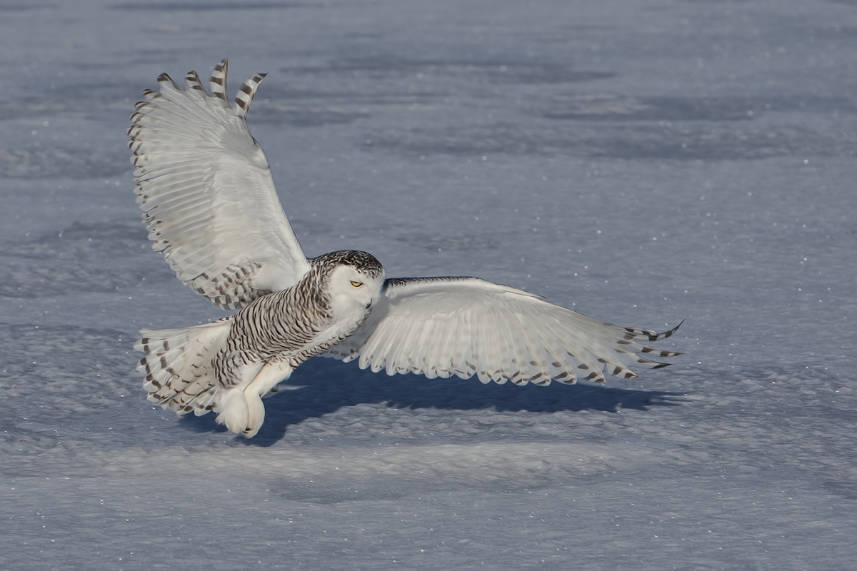 Snowy Owl (Female), Saint Barthelemy, near Montreal, Quebec