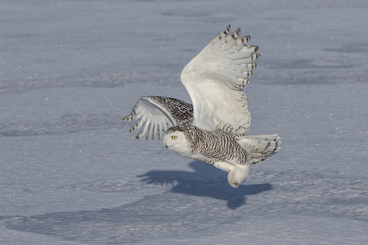 Snowy Owl (Female), Saint Barthelemy, near Montreal, Quebec