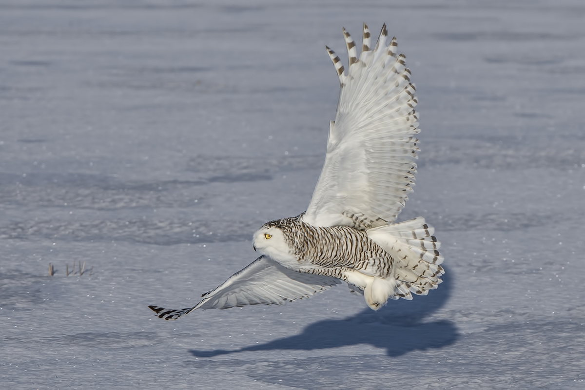 Snowy Owl (Female), Saint Barthelemy, near Montreal, Quebec