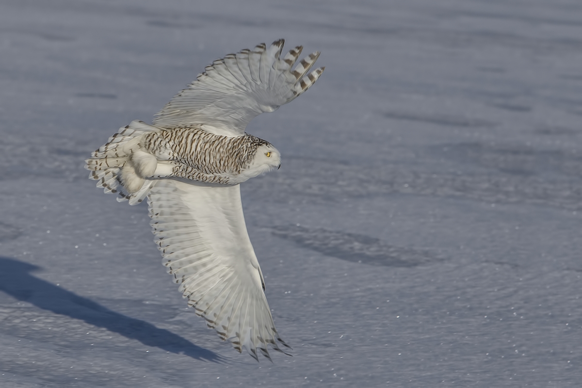 Snowy Owl (Female), Saint Barthelemy, near Montreal, Quebec