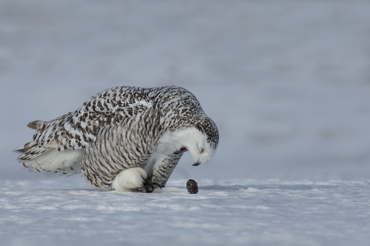 Snowy Owl (Female), Saint Barthelemy, near Montreal, Quebec