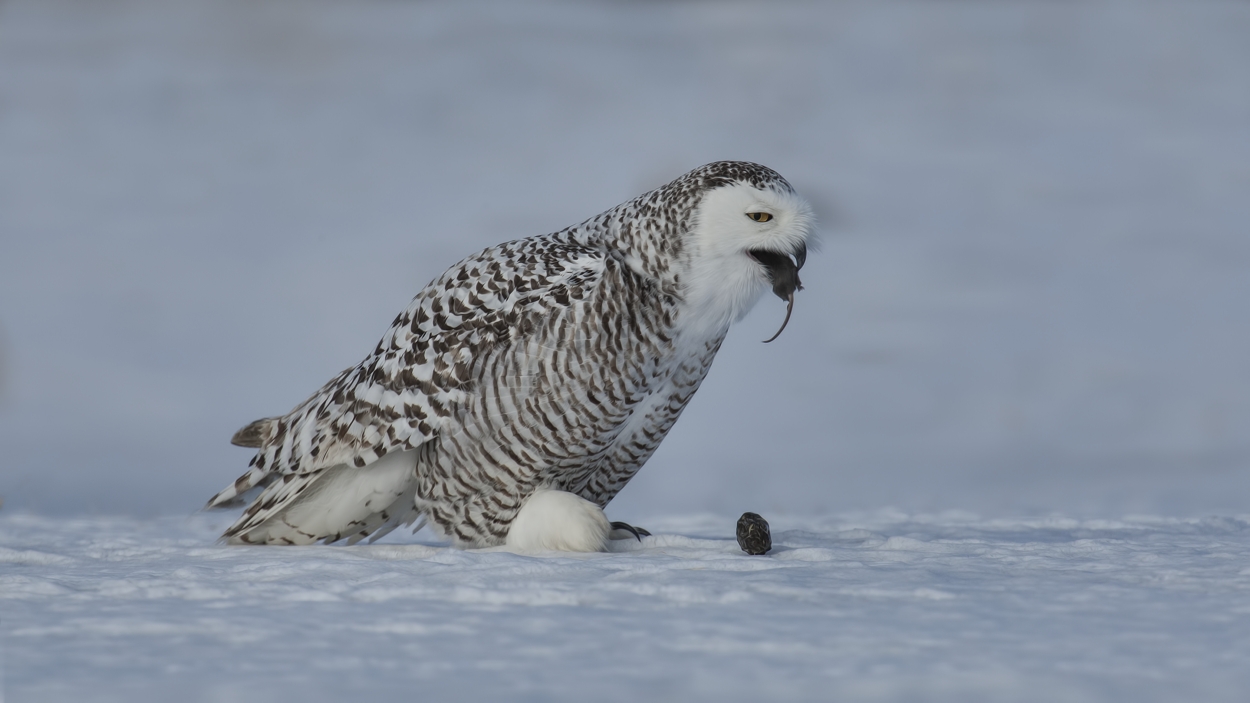 Snowy Owl (Female), Saint Barthelemy, near Montreal, Quebec