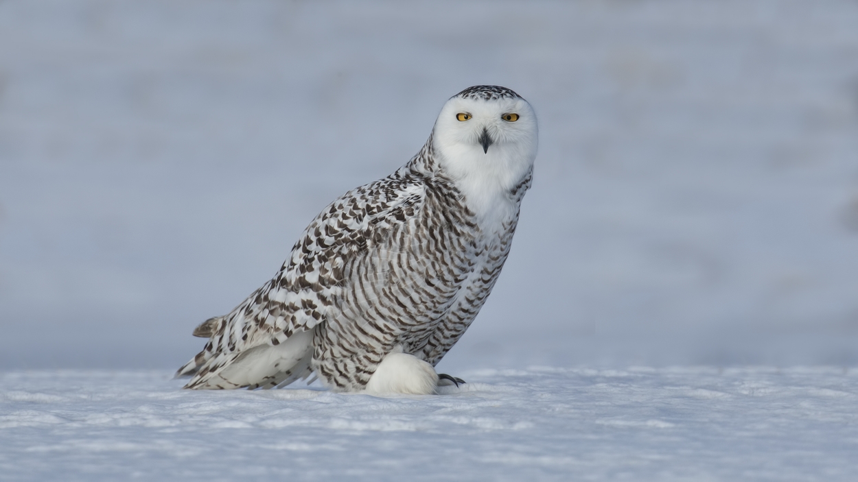 Snowy Owl (Female), Saint Barthelemy, near Montreal, Quebec