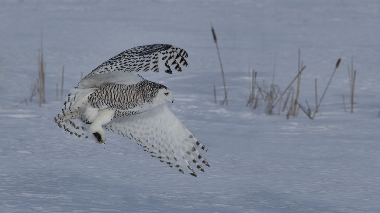 Snowy Owl (Female), Saint Barthelemy, near Montreal, Quebec