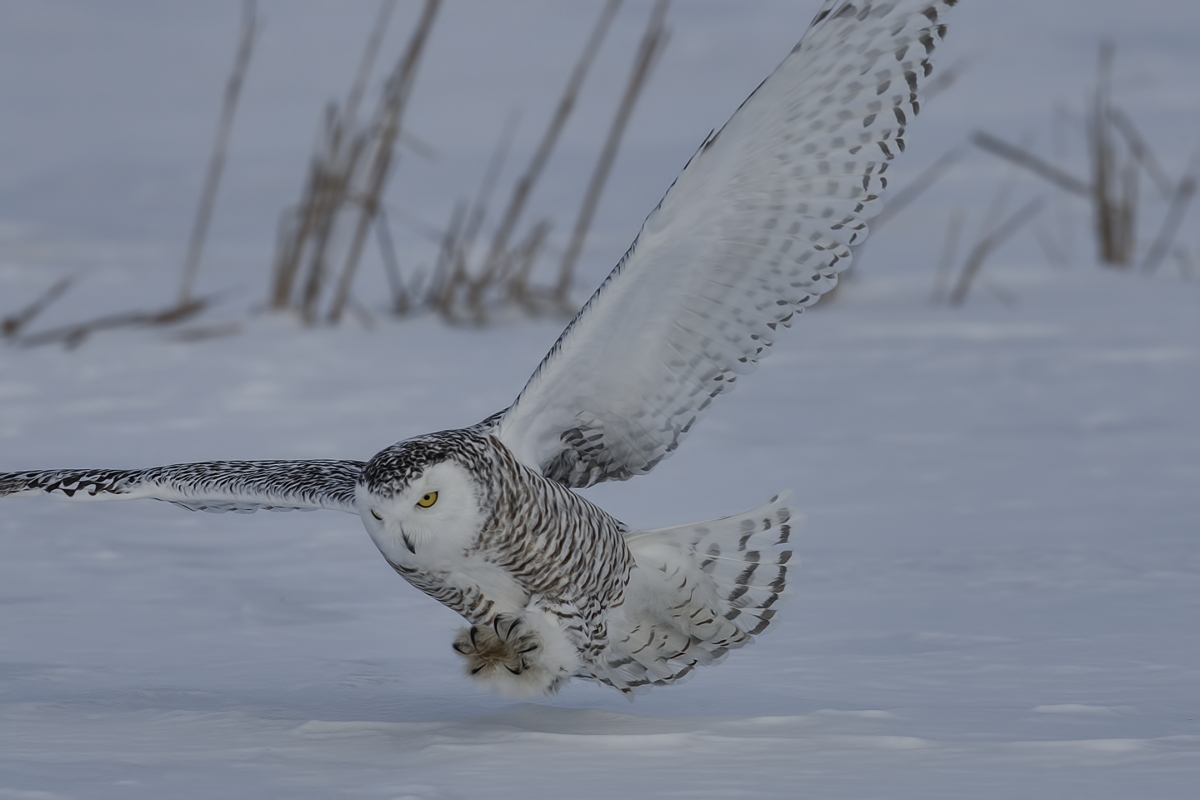 Snowy Owl (Female), Saint Barthelemy, near Montreal, Quebec