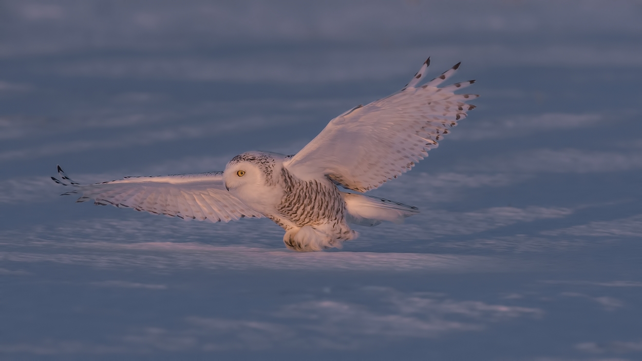 Snowy Owl (Female), Saint Barthelemy, near Montreal, Quebec