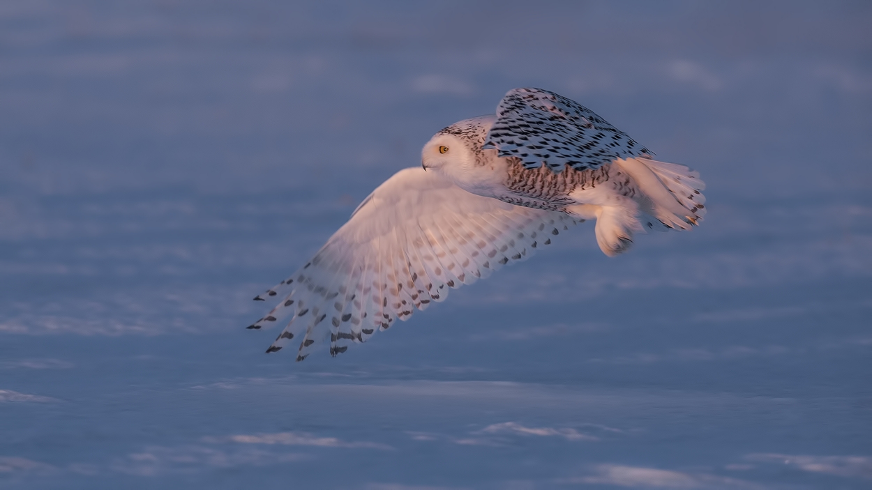 Snowy Owl (Female), Saint Barthelemy, near Montreal, Quebec