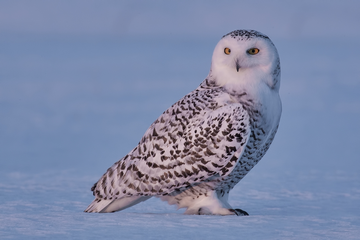 Snowy Owl (Female), Saint Barthelemy, near Montreal, Quebec