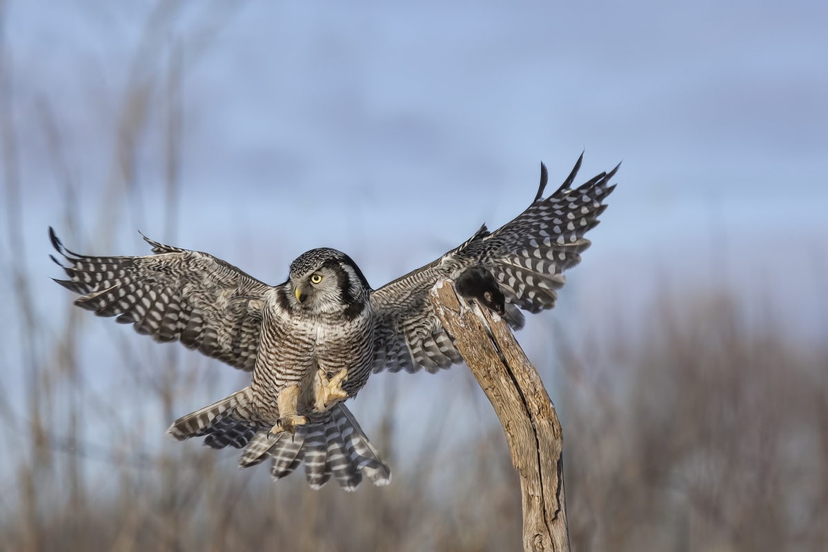 Northern Hawk Owl, Pincourt, near Montreal, Quebec