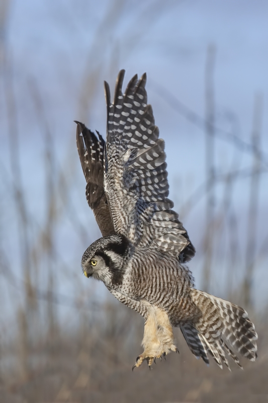 Northern Hawk Owl, Pincourt, near Montreal, Quebec