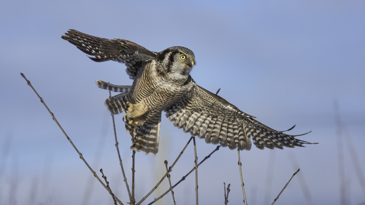 Northern Hawk Owl, Pincourt, near Montreal, Quebec