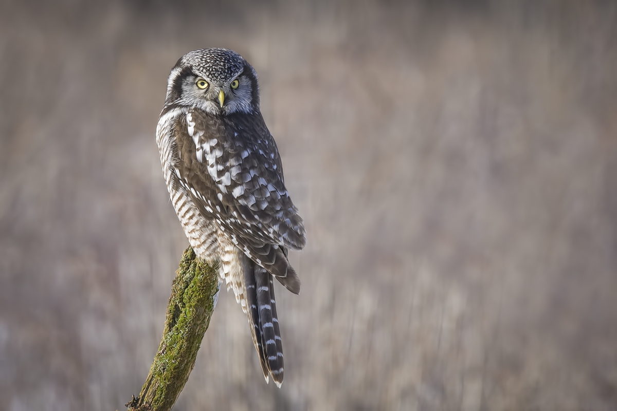 Northern Hawk Owl, Pincourt, near Montreal, Quebec