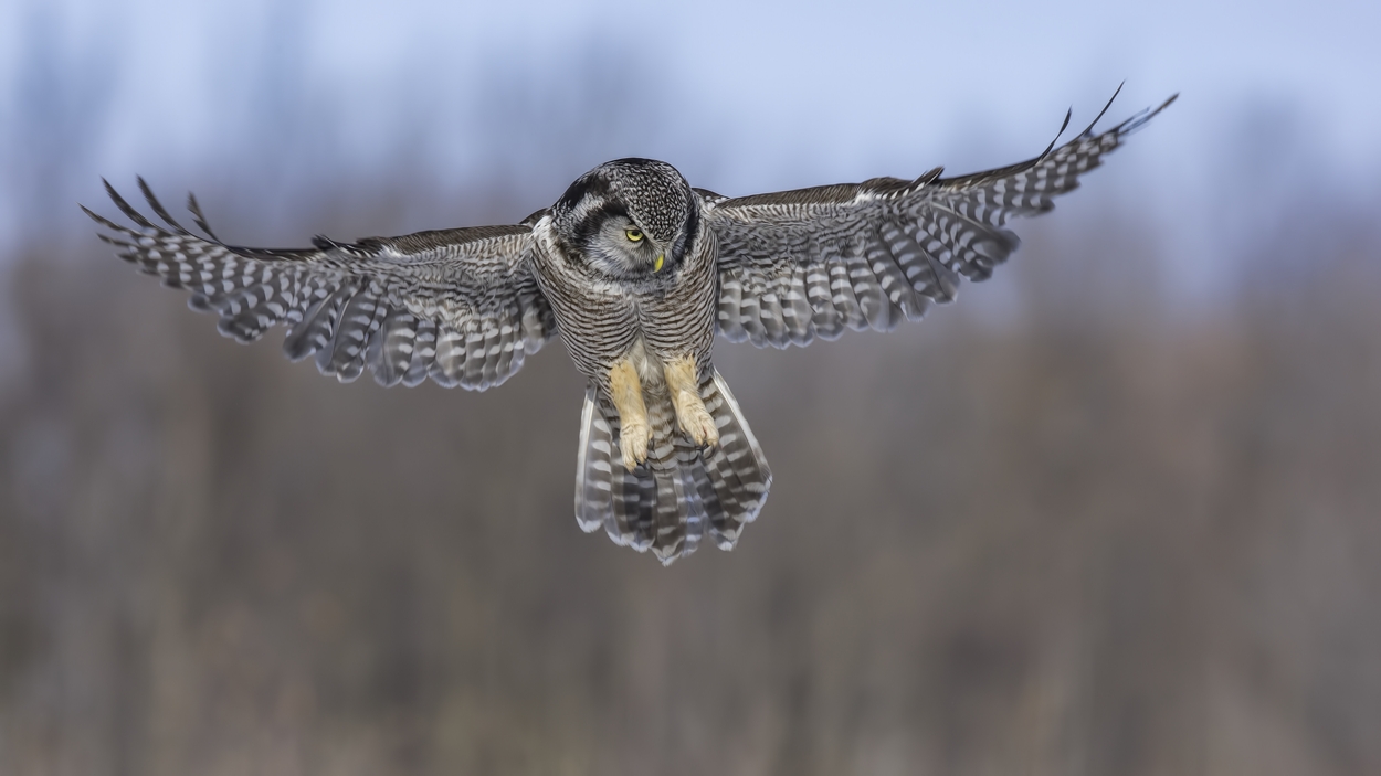 Northern Hawk Owl, Pincourt, near Montreal, Quebec