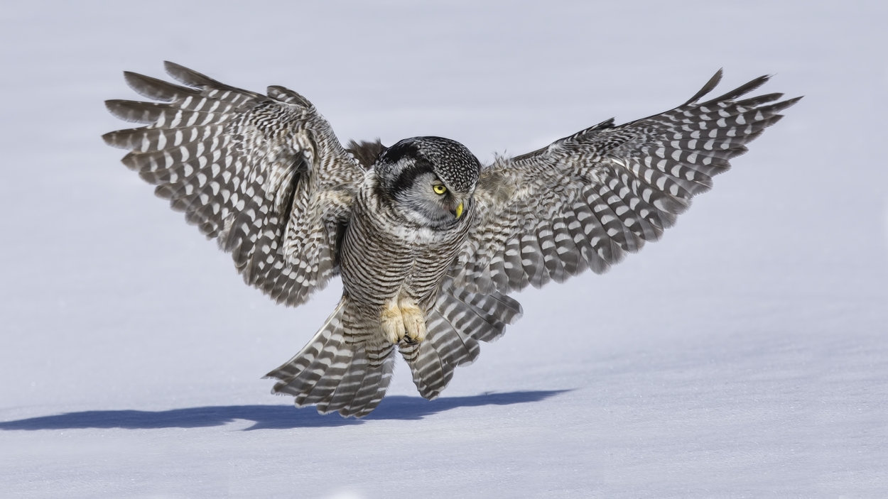 Northern Hawk Owl, Pincourt, near Montreal, Quebec