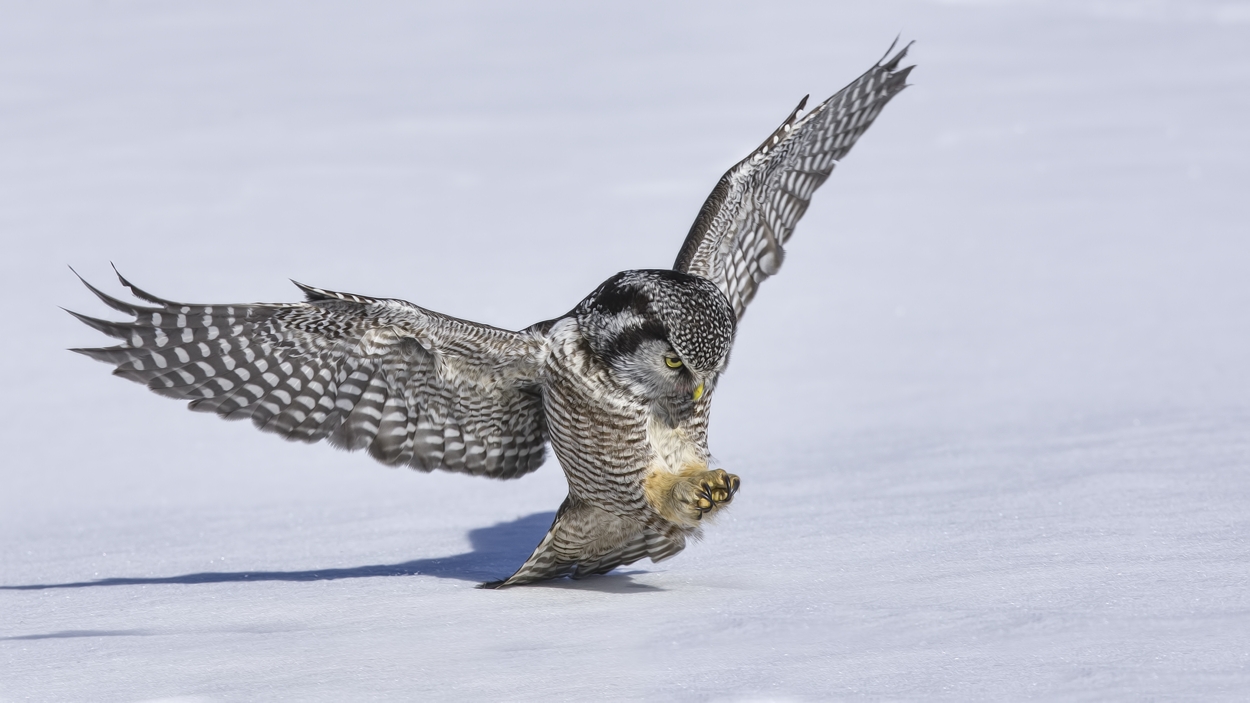 Northern Hawk Owl, Pincourt, near Montreal, Quebec