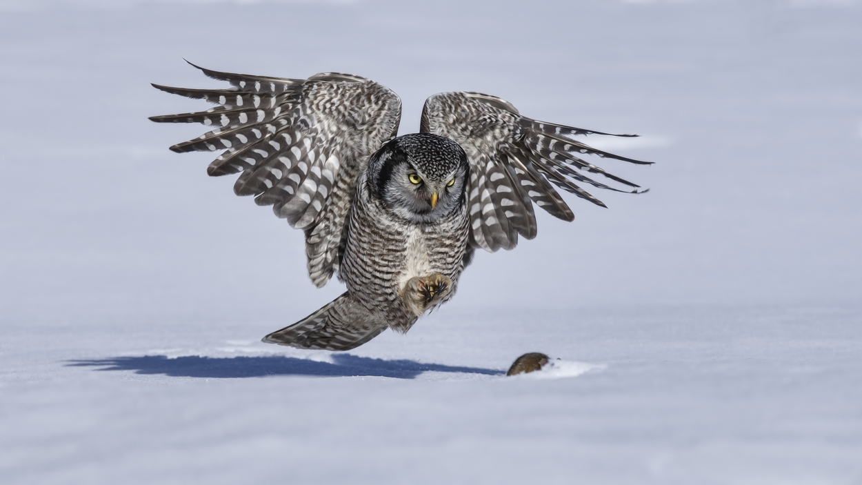 Northern Hawk Owl, Pincourt, near Montreal, Quebec