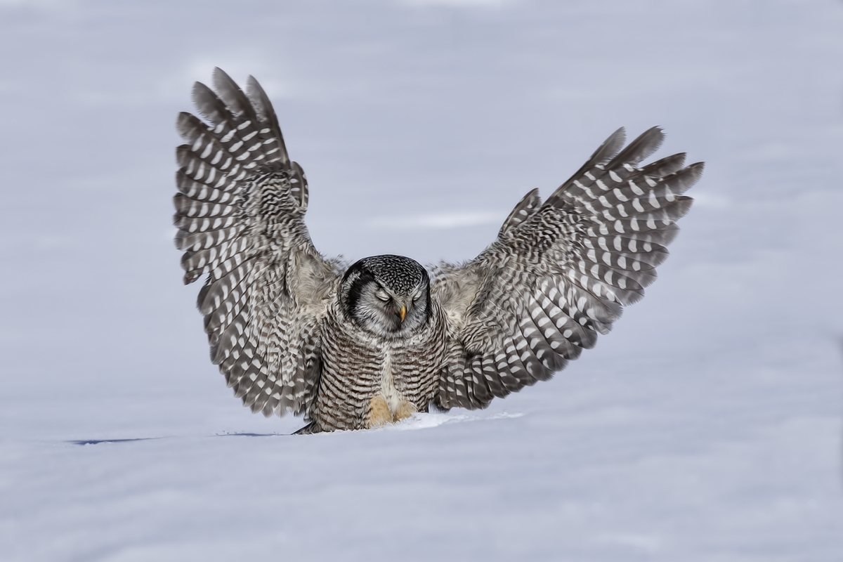 Northern Hawk Owl, Pincourt, near Montreal, Quebec