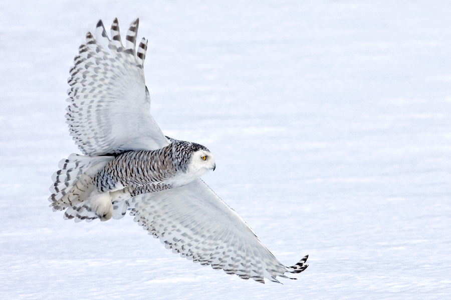 Snowy Owl, Saint Barthelemy, Near Montreal, Quebec