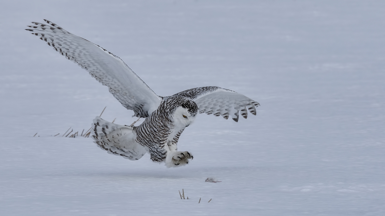 Snowy Owl (Female), Saint Barthelemy, near Montreal, Quebec