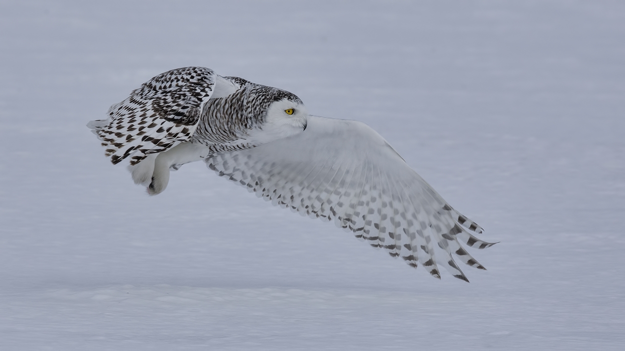 Snowy Owl (Female), Saint Barthelemy, near Montreal, Quebec