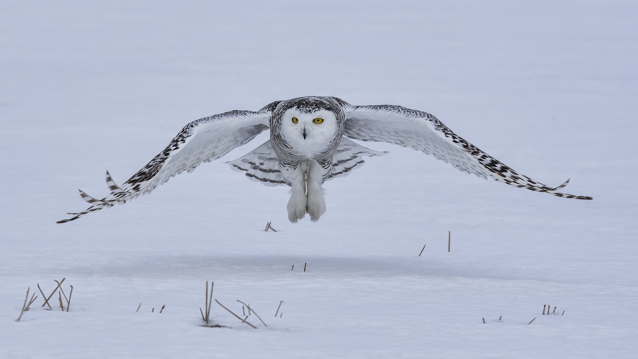 Snowy Owl (Female), Saint Barthelemy, near Montreal, Quebec