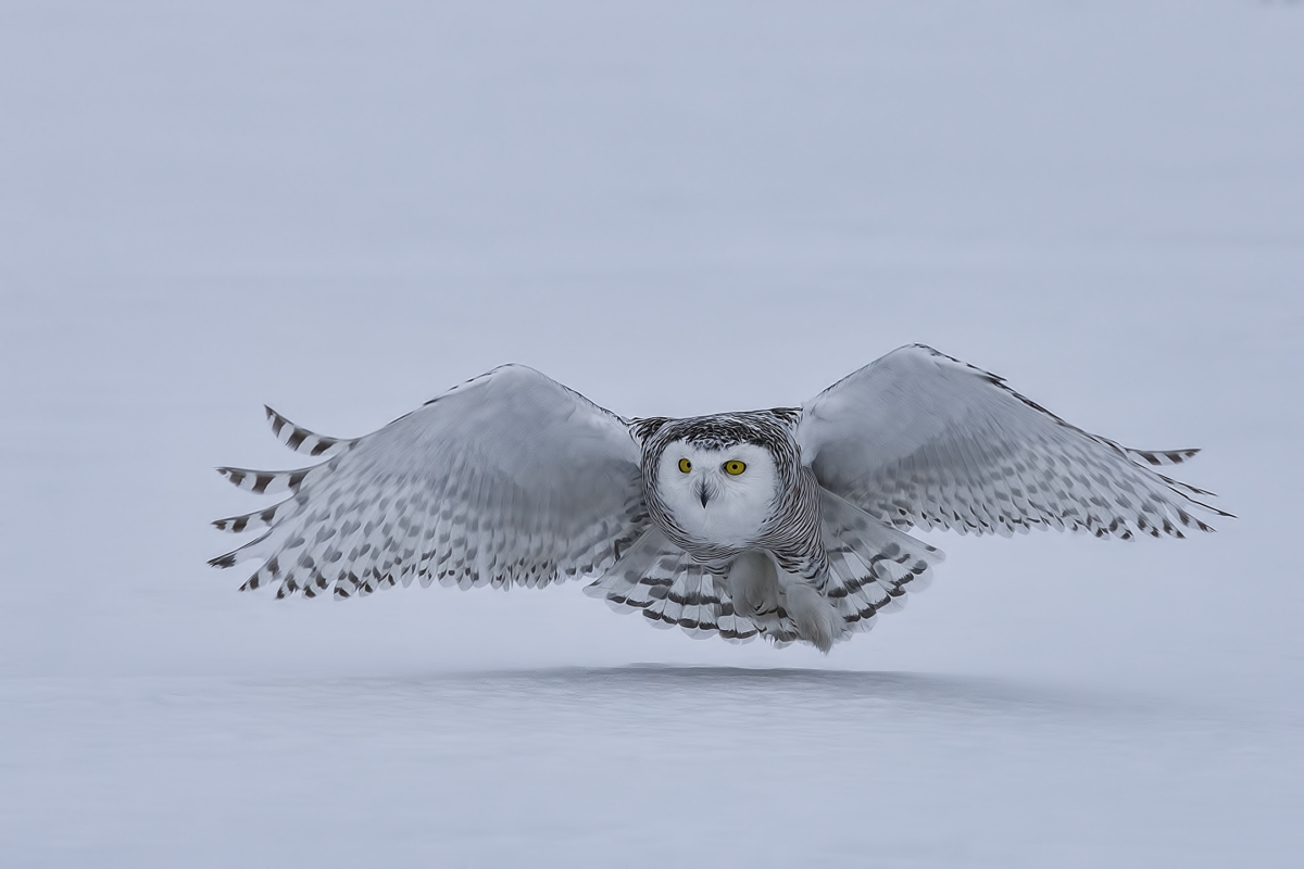 Snowy Owl (Female), Saint Barthelemy, near Montreal, Quebec