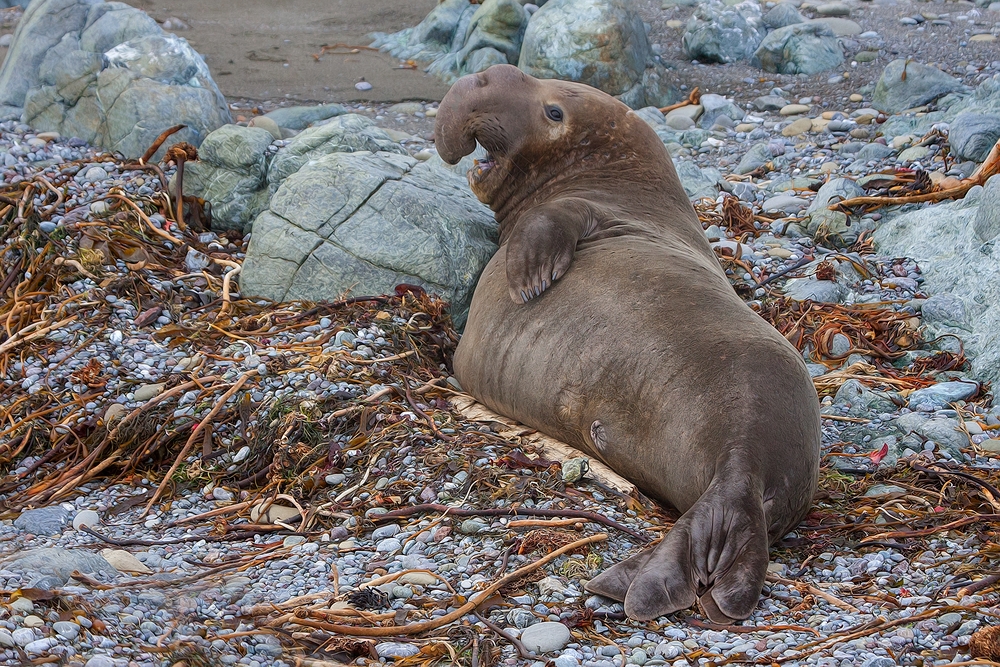 Northern Elephant Seal (Male), Vista Point, Near San Simeon, California