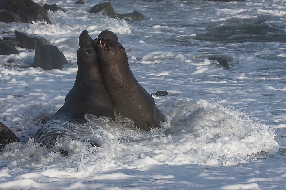 Northern Elephant Seals (Male), Point Piedras Blancas, California