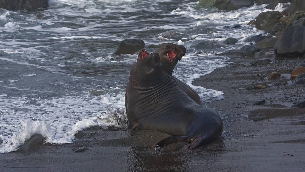 Northern Elephant Seals (Male), Point Piedras Blancas, California