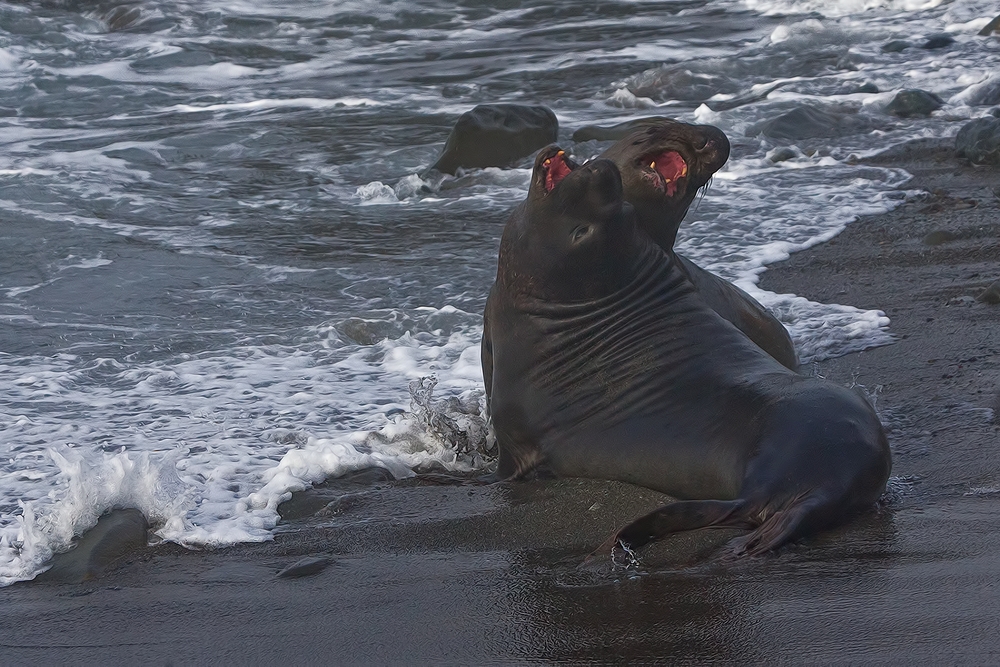 Northern Elephant Seals (Male), Point Piedras Blancas, California