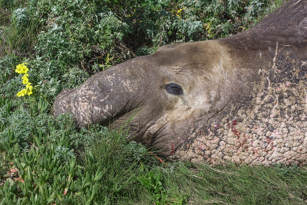 Northern Elephant Seal (Male), Point Piedras Blancas, California